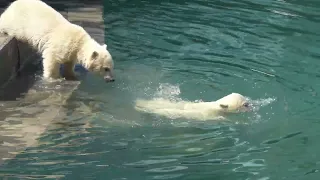 Медвежонок плавает. Первый заплыв. 16.05.2023