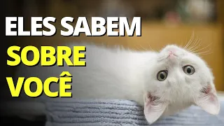 10 COISAS INCRÍVEIS que seu GATO SABE sobre VOCÊ!