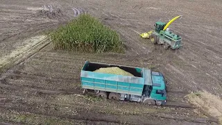 ODVÁŽÍME KUKUŘICI s TATRAMA 815. BAHNO a SUCHO, SILÁŽE 2022 / HARVEST OF CORN - JOHN DEERE JCB TATRA