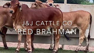 J&J Cattle Co: Red Brahman Heifers
