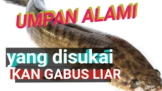 UMPAN ALAMI  ikan GABUS LIAR //UMPAN JITU IKAN GABUS//UMPAN AMPUH IKAN GABUS