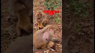 baby 🐒 🙈 🙊 were abused by their mom #babymonkeyabused