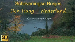 Scheveningse Bosjes. Den Haag-Nederland in 4K. Ontspannende video. اروع غابات لاهاي الهولندية