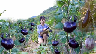 Who will disfavour eggplant!! if made in all delicious Sichuan dishes有誰不喜歡吃茄子呢，尤其是做成美味的川菜丨Lizhangliu