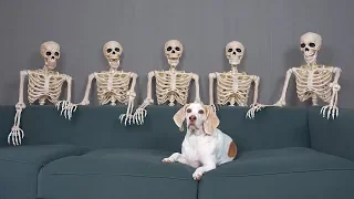 Dog Unimpressed by Skeletons: Funny Dog Maymo