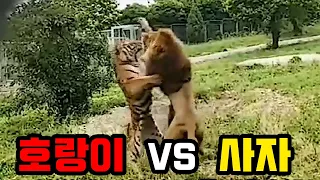사자와 호랑이가 싸우면 누가 이길까?