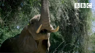 Secrets of an elephants's trunk and tusks - BBC