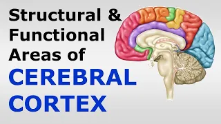 (Chp#08) Structure & Functional Localization of Cerebral Cortex | Snell's NeuroAnatomy