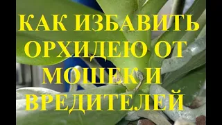 Орхидеи. Как избавиться от назойливых мошек в кашпо с орхидеями.