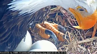 FOBBV CAM. Jackie and Shadov's baby has started to hatch???. 🥰💖3.03.2024
