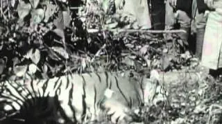 Maneater Tigress from Champawat