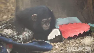 Baby Chimp Maisie's First Birthday