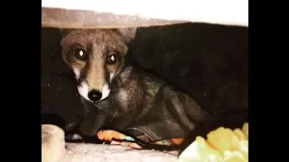 Heart-warming moment baby fox is rescued after getting trapped in Rotherhithe station