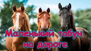 Табун лошадей в Тункинской долине. Красотище!!! (09.19г.) Семья Бровченко.