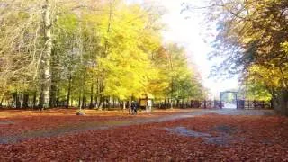 Dyrehaven : The deer park of Copenhagen in autumn