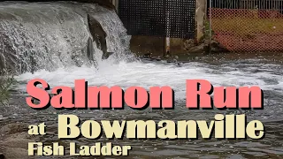 Salmon Run at Bowmanville Fish Ladder 2020