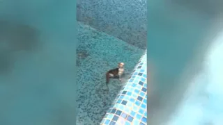 Кот и крыса в бассейне  Крыса нападает на кота
