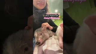 CUTEST Micropig Experience at Mipig Cafe in Harajuku 🐷