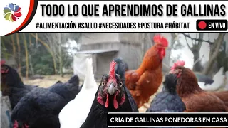 🐔 Antes de CRIAR GALLINAS PONEDORAS en CASA mira este Video