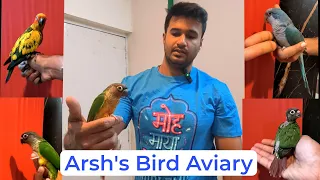 Arsh's Bird Aviary | African bird chicks,conure, cocktails etc, dombivali Mumbai