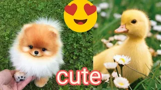 Cutest Animals! Cute baby animals Videos Compilation cute moment of the animals !!!