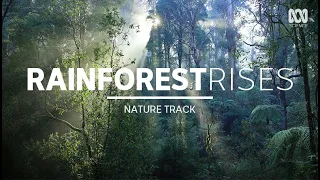 Forest sounds, lyrebirds in Australia — sleep music (1.5 hours) | Nature Track