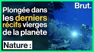 Nouvelle-Calédonie : plongée dans les derniers récifs vierges de la planète