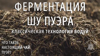 Что такое настоящий чай пуэр? Ч.4: Ферментация чая шу пуэр. Технология Во Дуй. Podarkivostoka.