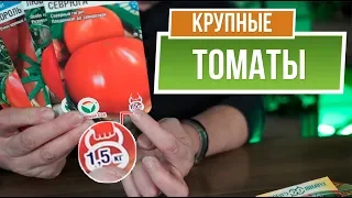 Самые большие помидоры 🍅 1,5 КГ Помидор 🍅 Крупные сорта томатов