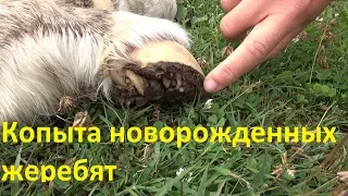 Копыта новорожденных жеребят.