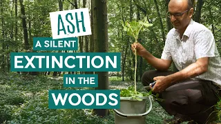 Ash: a Silent Extinction in the Woods | Wytham Woods