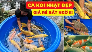 CÁ KOI NHẬT CHƯA BAO GIỜ RẺ ĐẾN VẬY !!! CÁ KOI ĐẸP đang MỞ BÁN tại SIÊU THỊ CÁ KOI NHẬT