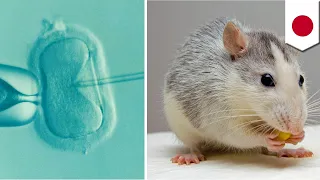 Japan approves mutant human-animal embryo experiments - TomoNews