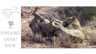 Male leopard killing a warthog