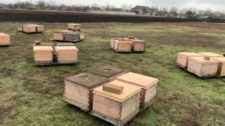 Осмотр пчелосемей Кордована на наличия корма. Состояние клубов