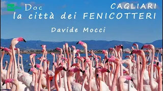 CAGLIARI LA CITTA' DEI FENICOTTERI #davidemocci  DOC RAI GEO - PARCO NATURALE MOLENTARGIUS SALINE