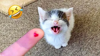 Funny Cat Video Compilation 😹 World's Funniest Cat Videos 😂Funny Cat Videos Try Not To Laugh😺