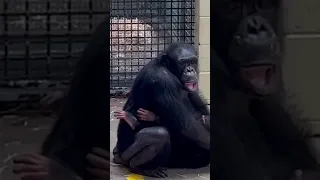 Una cría de chimpancé y su mamá se reencuentras tras la mordedura de una serpiente