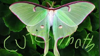 Life of a moth episode 1: Actias Luna and Actias sinensis