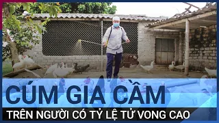 Cúm A/H5N1 - Cúm gia cầm trên người quay trở lại Việt Nam sau 8 năm | VTC Tin mới