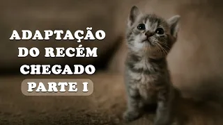 ADAPTAÇÃO DO GATO RECÉM CHEGADO - PARTE 1