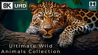 Ultimate Wild Animals Collection in 8K Ultra HD | Nature Sounds & Animal Sounds
