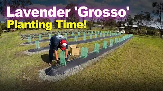 Time to get the new LAVENDER 'GROSSO' plants in.