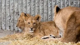 Zoo kills four healthy lions