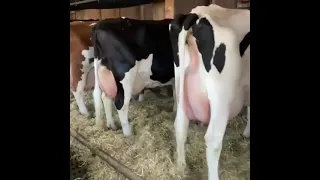 Коровы молочные рекордсмены, по 30 литров молока в день.