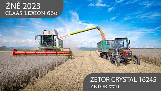 ŽNĚ 2023 🌾🌾 | Claas Lexion 660 🟢  | Zetor 7711 & 16245 | Sklizeň pšenice