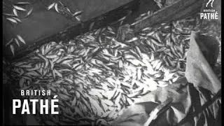 Struggle For Silver Harvest Herring Fishing (1950-1959)