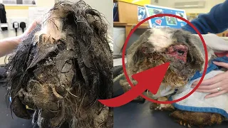 Abandoned Dog’s Fur So Matted Leg Became Stuck To EAR Is Finally On The Mend