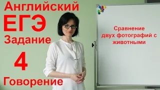 ЕГЭ Английский! Говорение 4 задание. Сравнение животных.