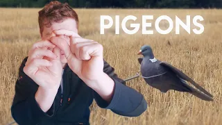 Pigeons Explained